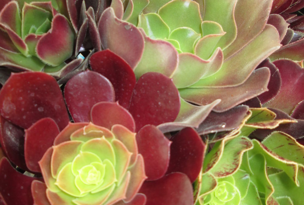 Aeonium atropurpureum | Calara Cacti and Succulents