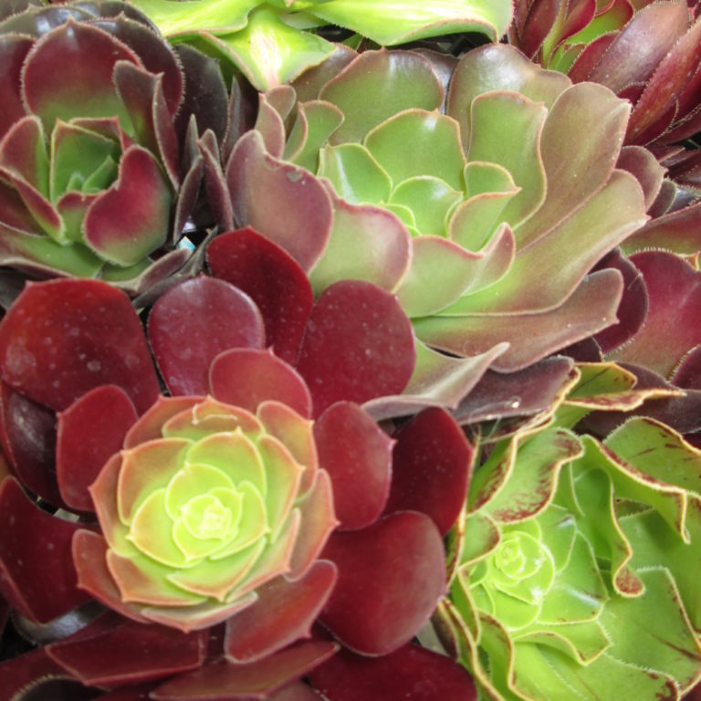 Succulents | Calara Cacti and Succulents