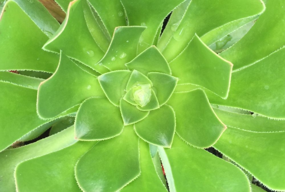 Aeonium atropurpureum lime green