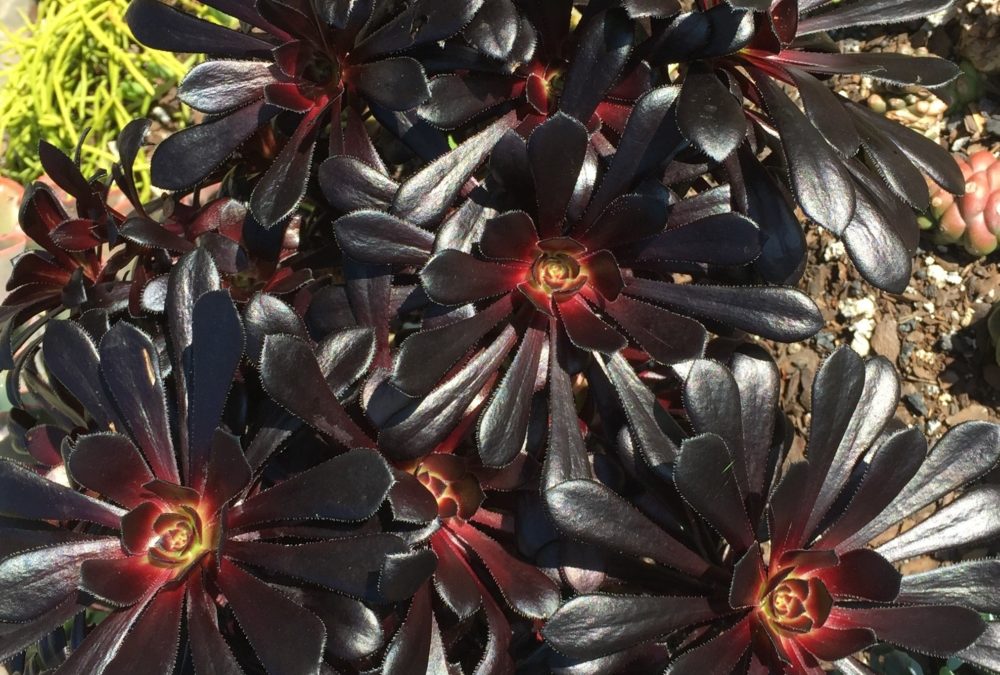 Aeonium atropurpureum schwarzkopf