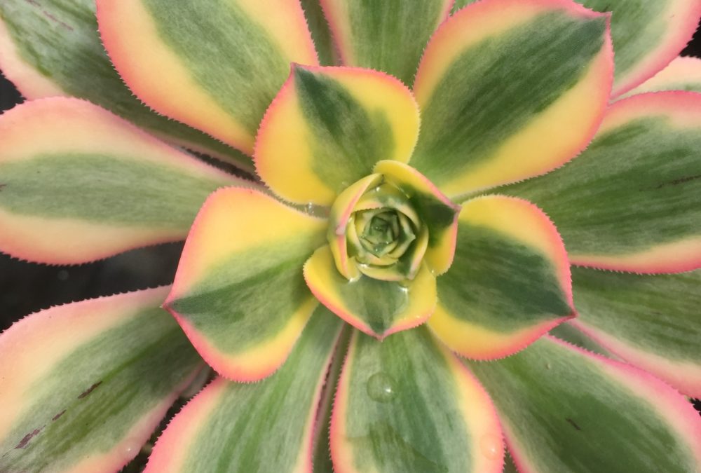 Aeonium atropurpureum sunburst