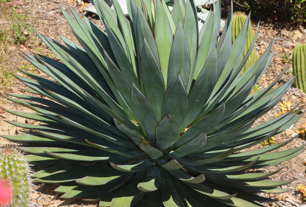 Agave blue glow
