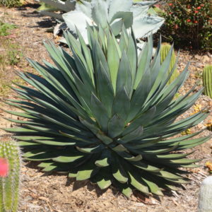 Agave blue glow