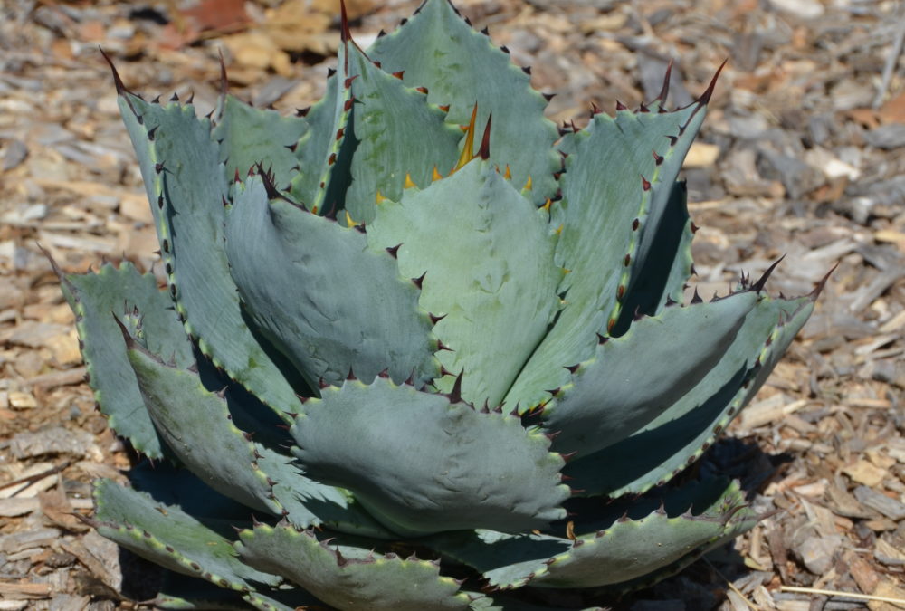 Agave pygmae dragon toes