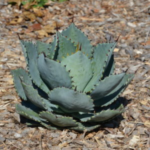 Agave dragon toes