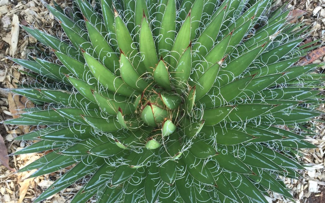 Agave filifera