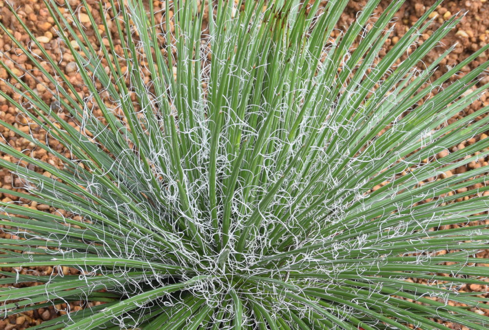 Agave geminiflora