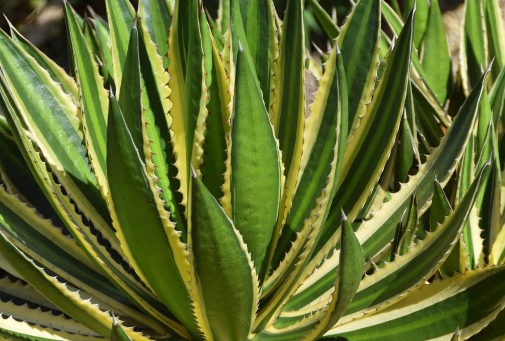 Agave lophantha quadricolor