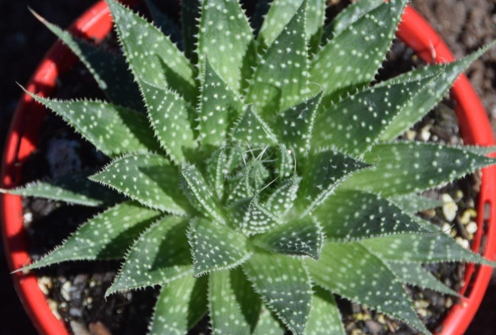 Aloe aristata