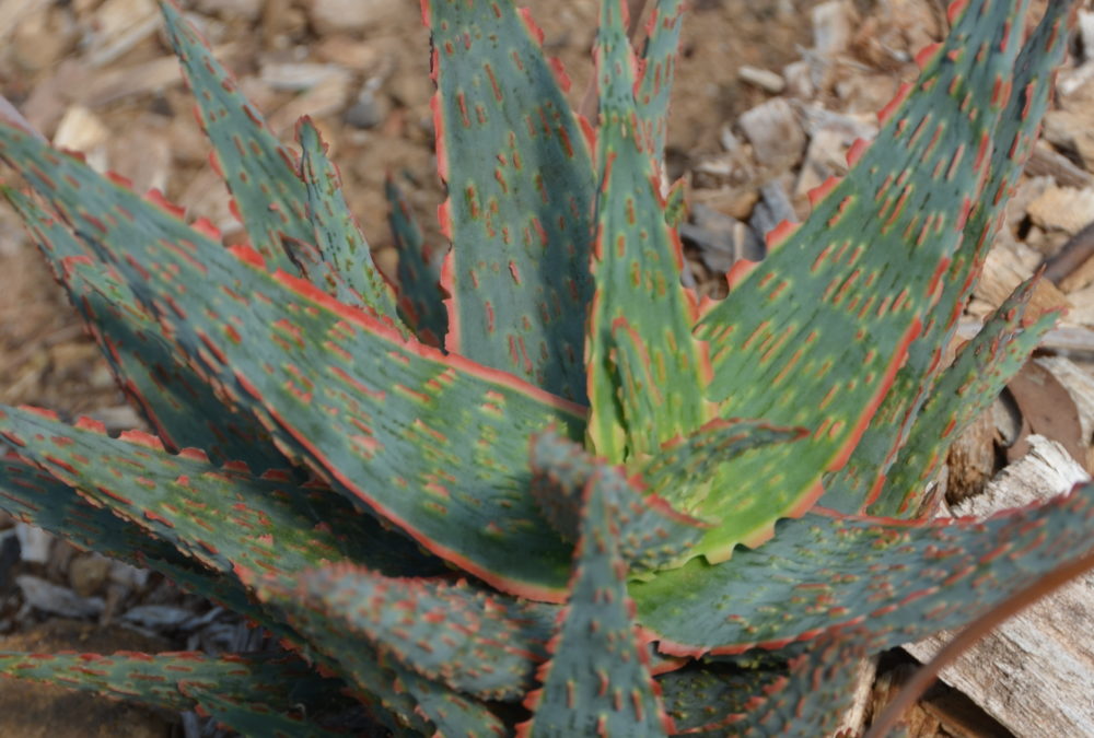 Aloe carnival