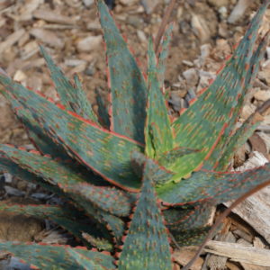 Aloe carnival