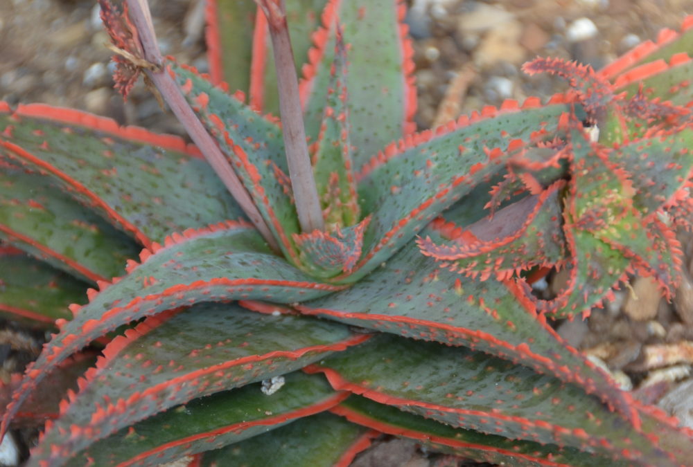 Aloe christmas carol