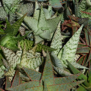 Aloe hybrids