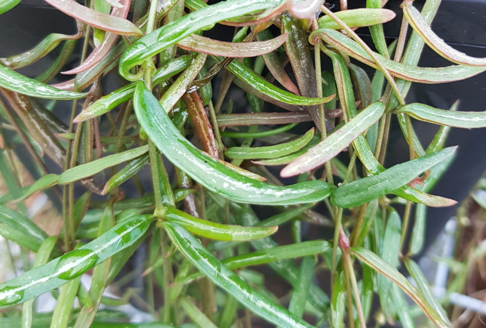 Ceropegia linearis String of Needles