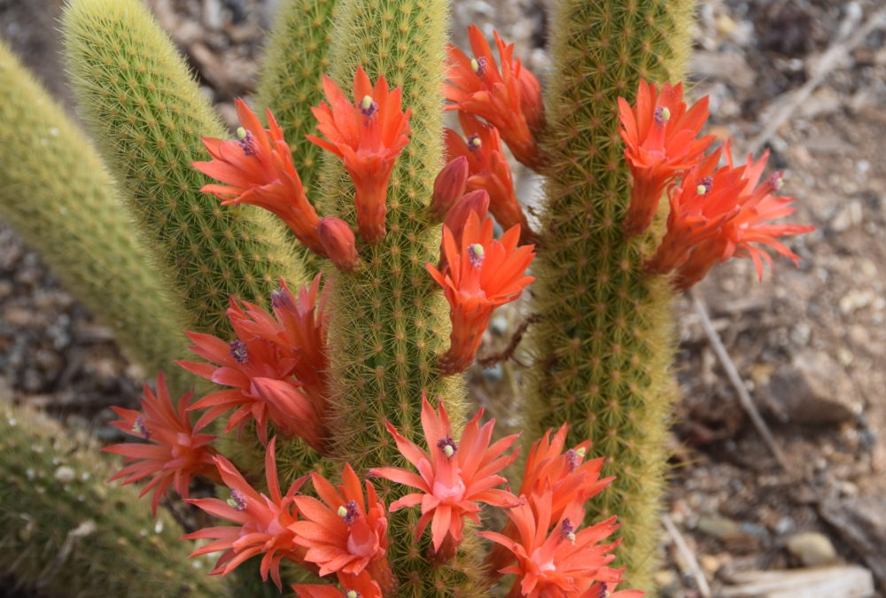 Cliestocactus winteri