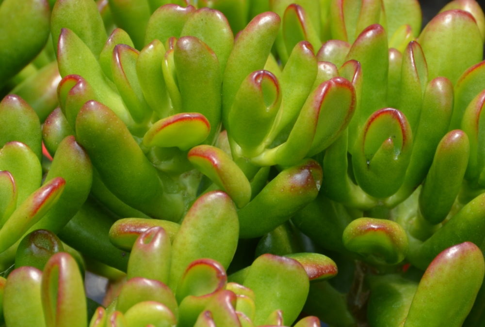 Crassula ovata Hobbit