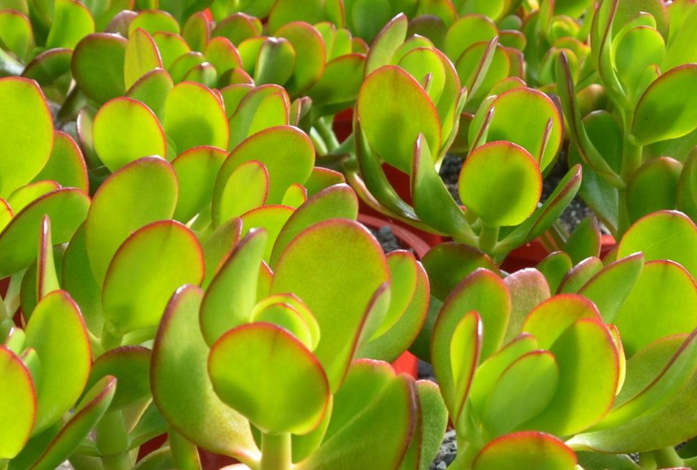 Crassula ovata