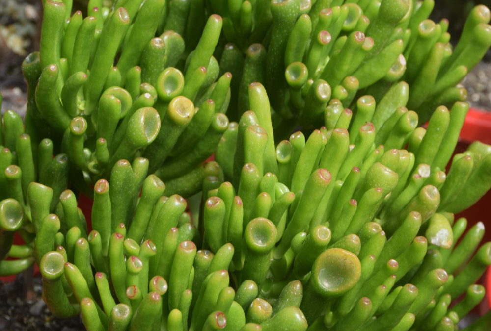 Crassula ovata gollum