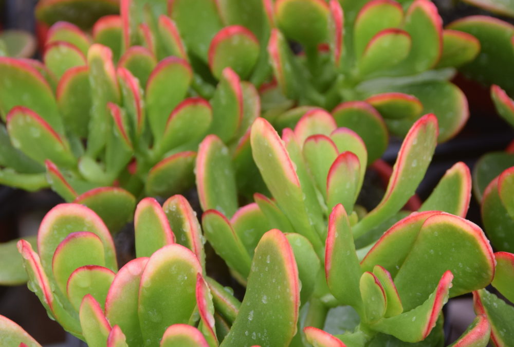 Crassula ovata Hummel’s Sunset dwarf form