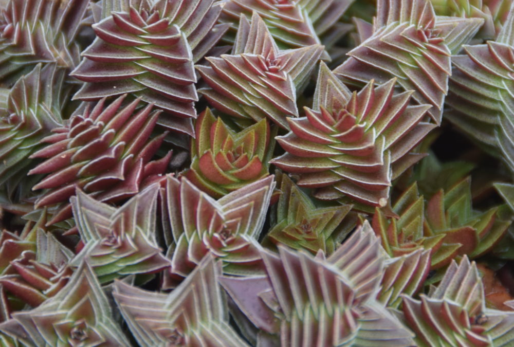 Crassula capitella ssp thyrsiflora Pagoda Village