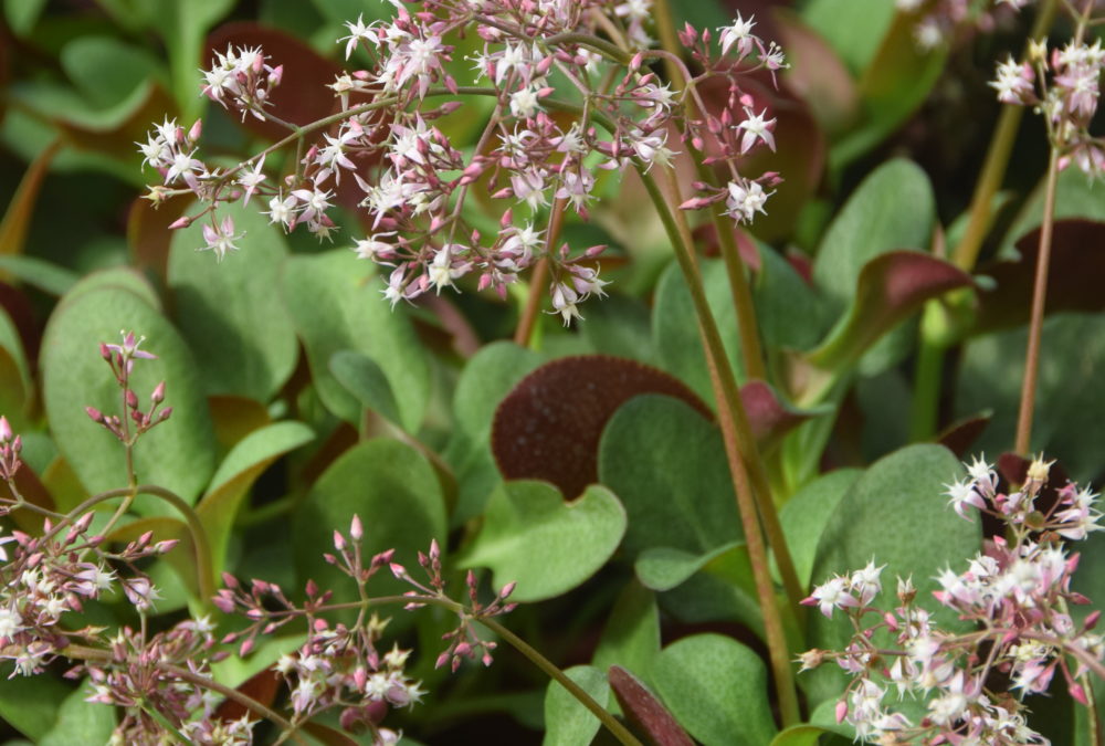 Crassula streyi