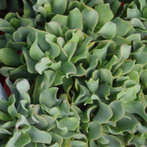 Crassula undulatifolia Ripple Jade