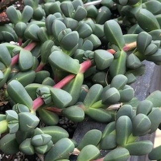 Delosperma lehmanni