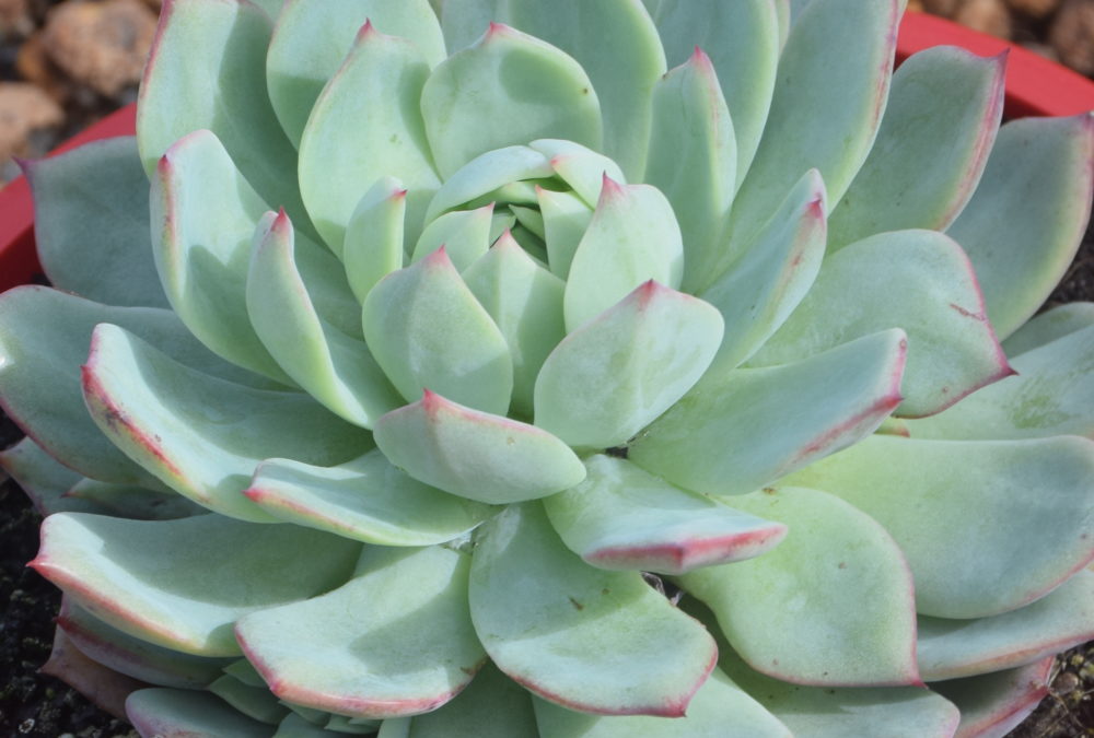 Echeveria Elation