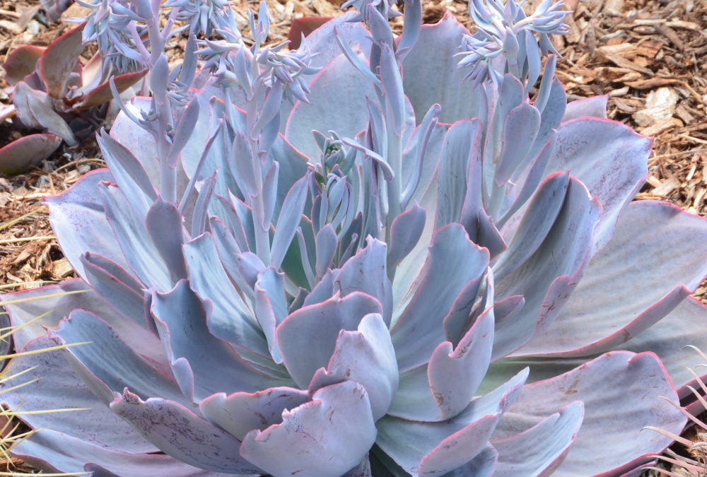 Echeveria afterglow