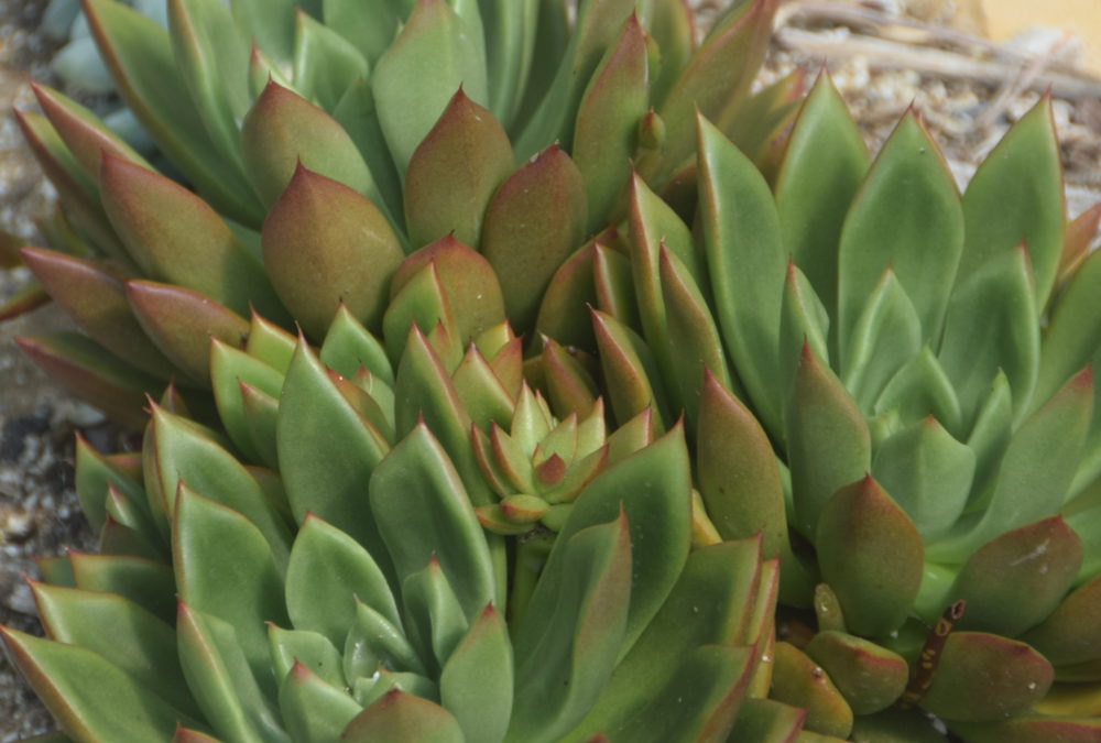 Echeveria agavoides