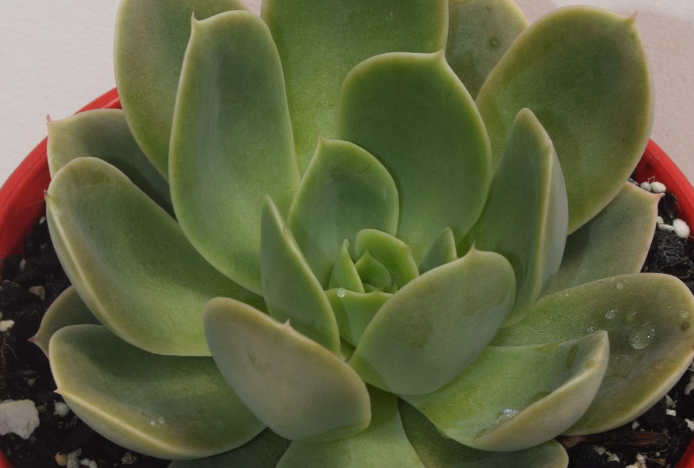 Echeveria agyntha