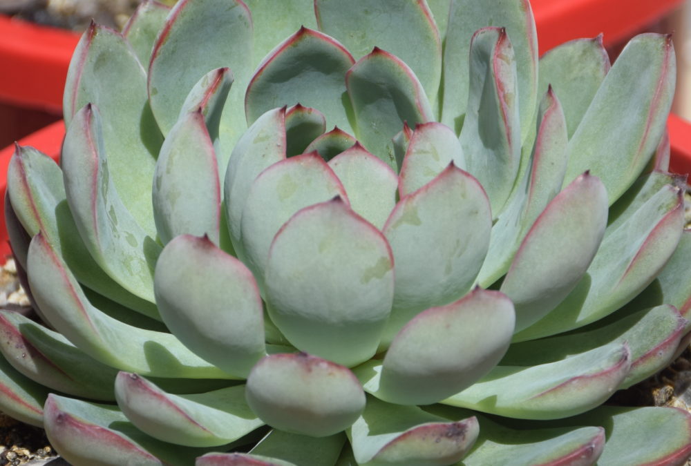 Echeveria apus