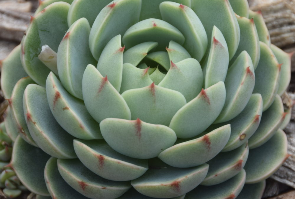 Echeveria ben badis