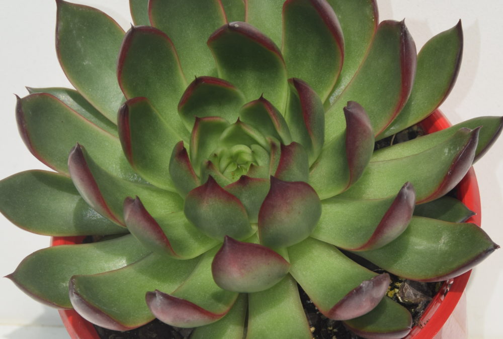 Echeveria benimusume