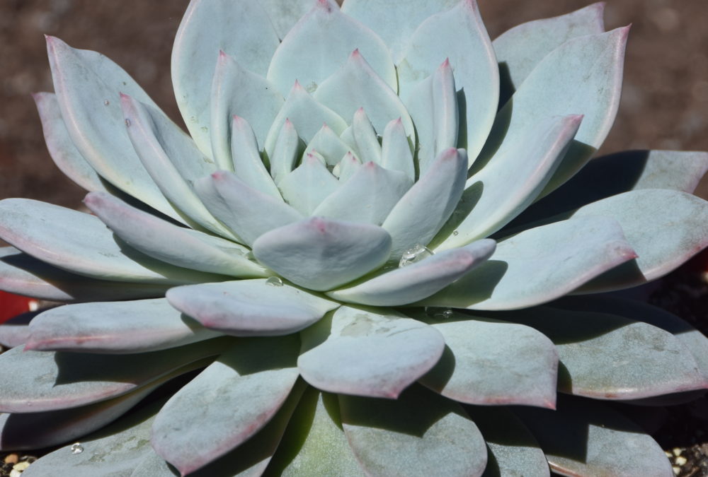 Echeveria blue bird