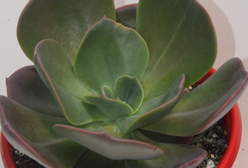 Echeveria blue metal