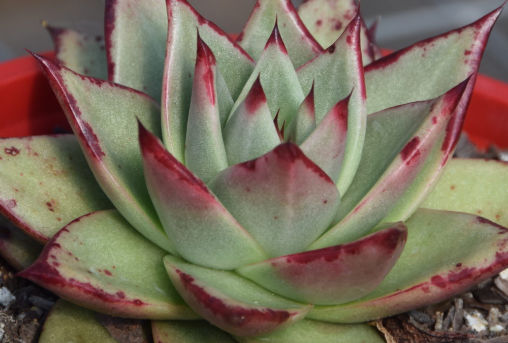 Echeveria ebony