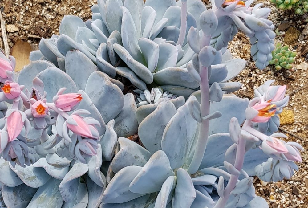 Echeveria exotic