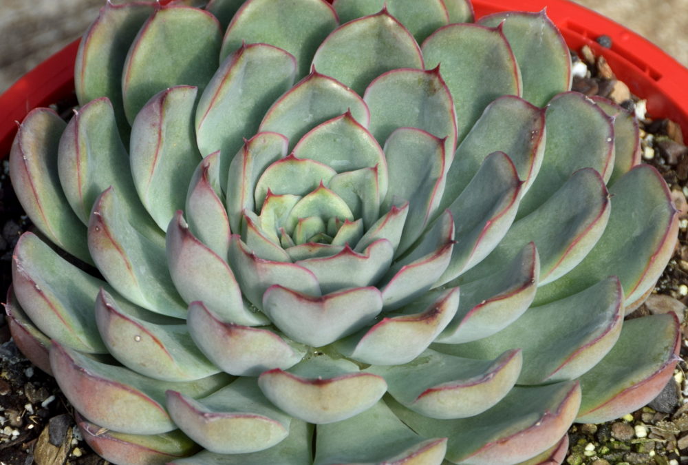 Echeveria hercules