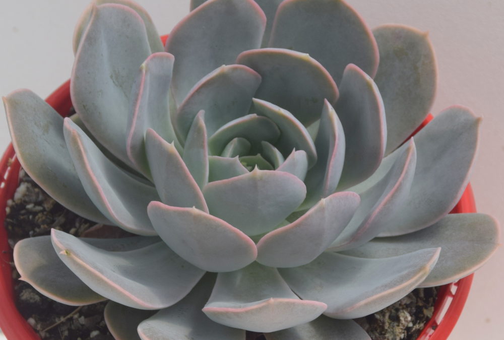 Echeveria holy gate