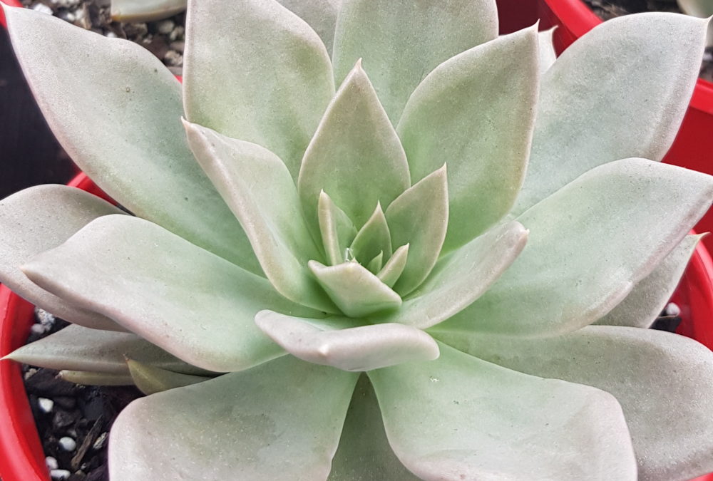 Echeveria hyperion