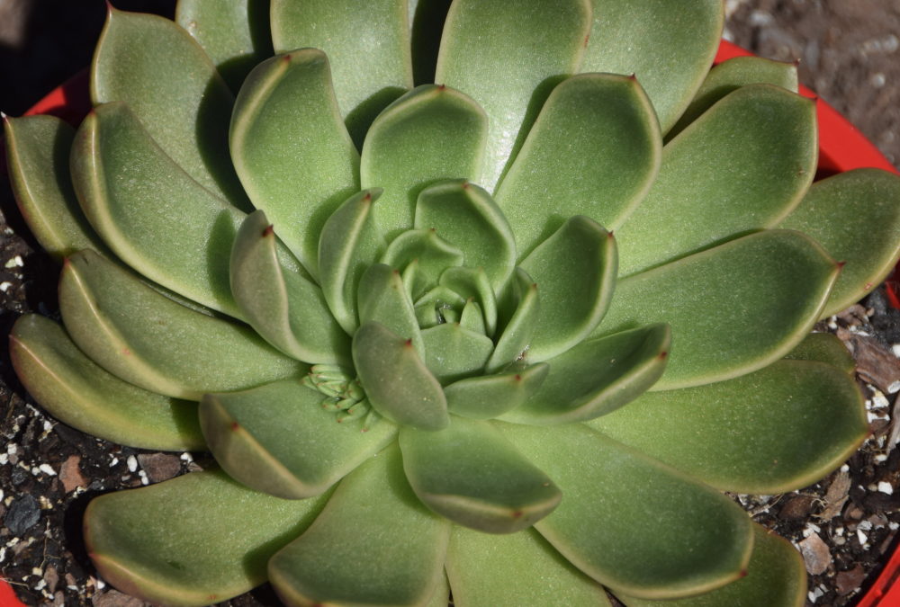 Echeveria mira