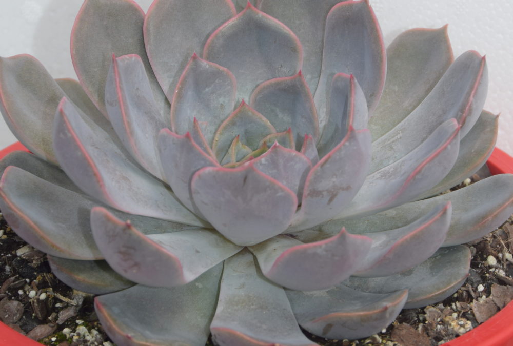 Echeveria orion