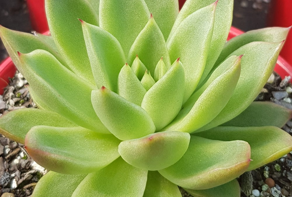 Echeveria pioneer