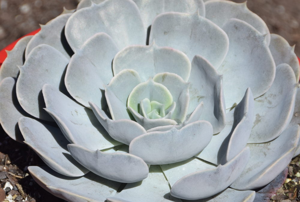 Echeveria pollux