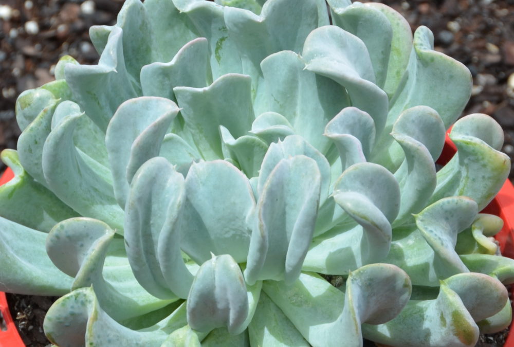 Echeveria topsy turvy