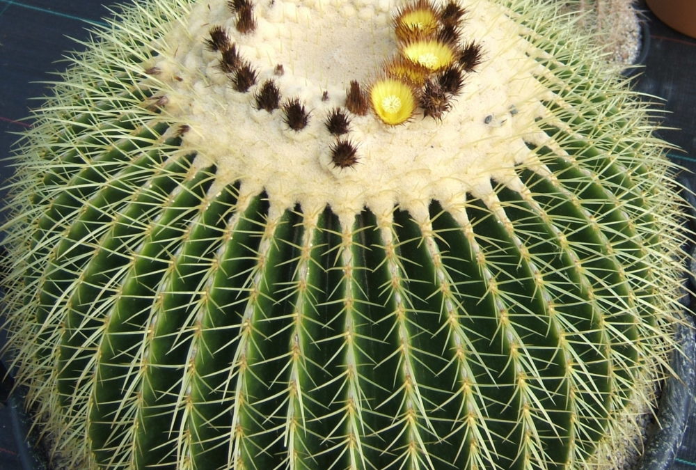 Echinocactus grusonii Golden Barrel