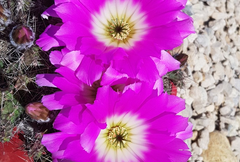 Echinocereus pentalophus