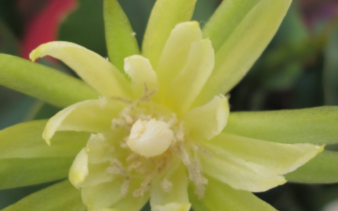 Epiphyllum curly sue