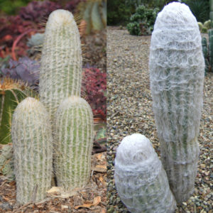 Espostoa Old Man Cactus